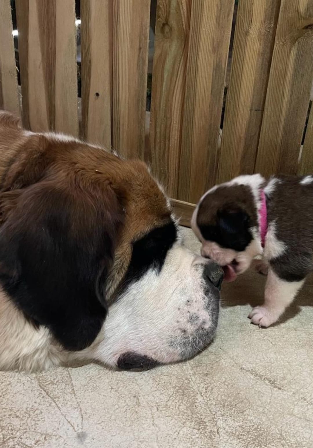 Cuccioli di Belfast e Aida