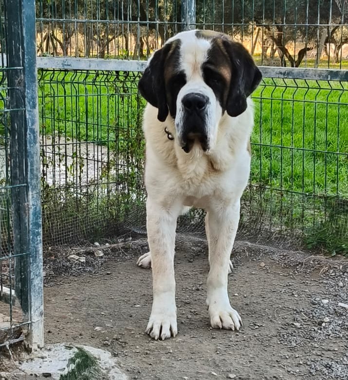 Artem, stallone San Bernardo