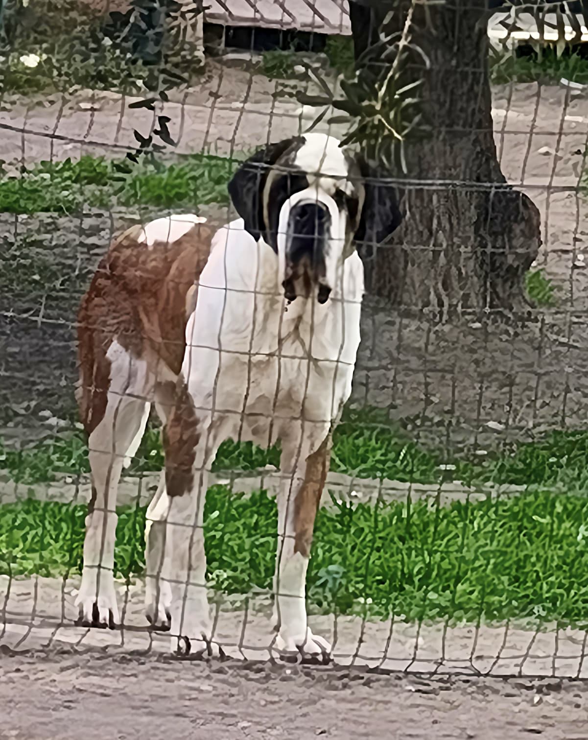 Sofia, fattrice San Bernardo